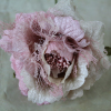 Peach/Pink Crinoline Rose