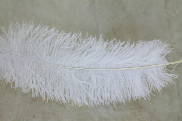 Male Ostrich Feathers