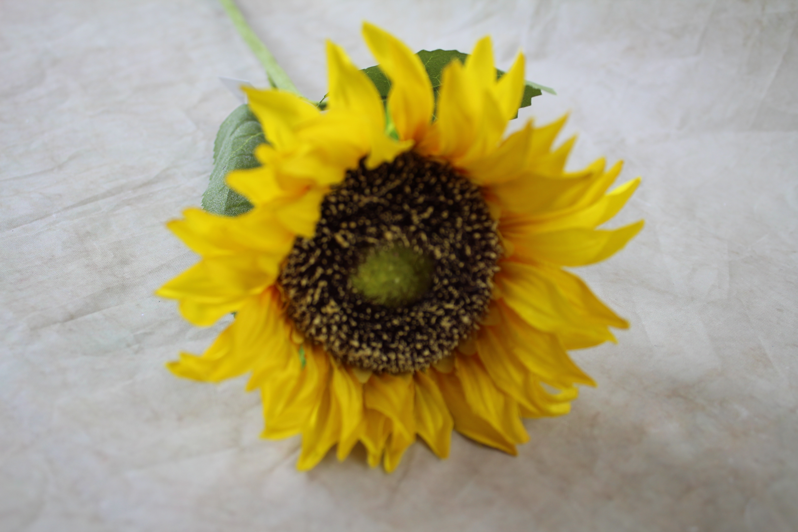 12 x 12cm Sunflower
