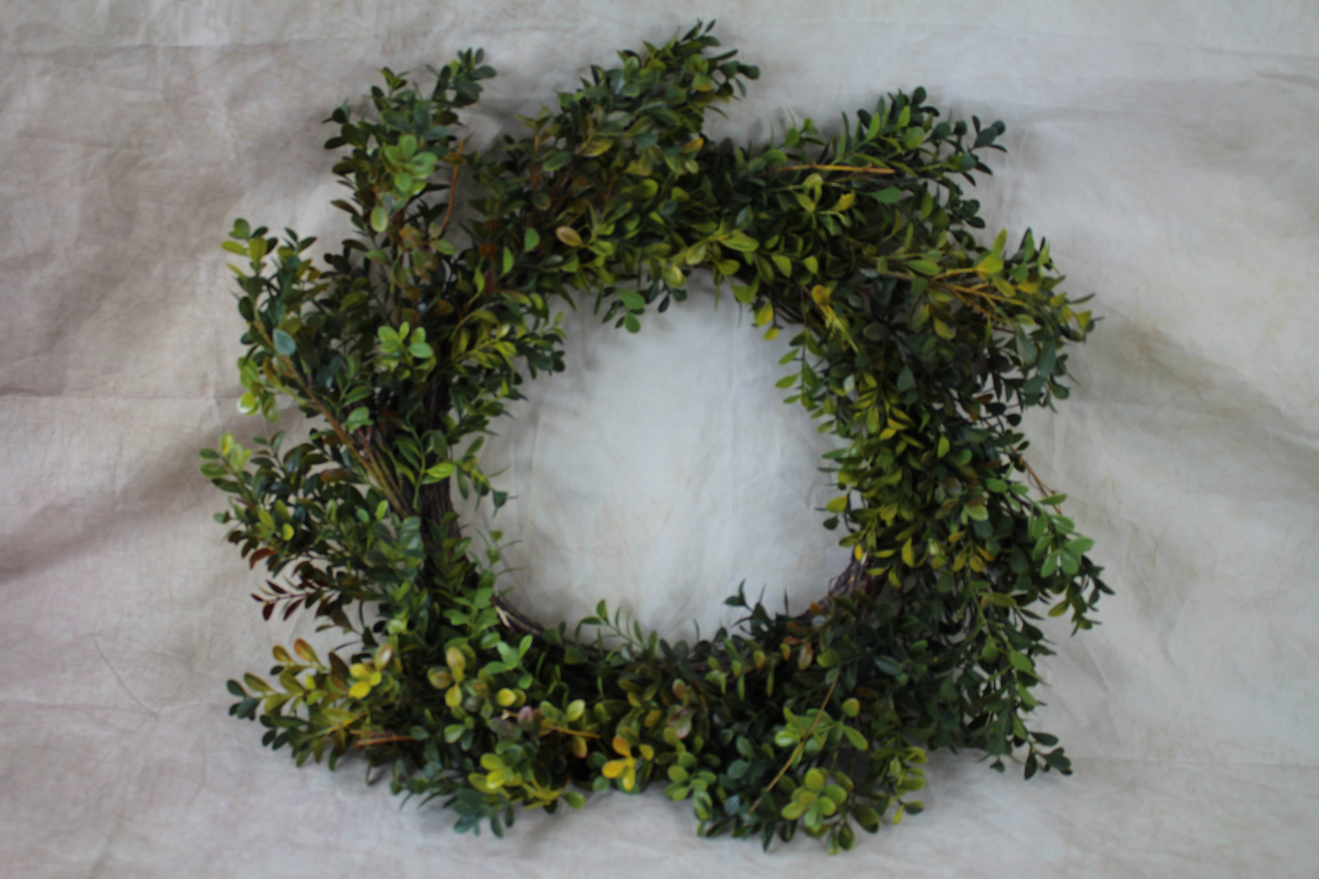 2 x 55cm box leaf wreath on birch twig base