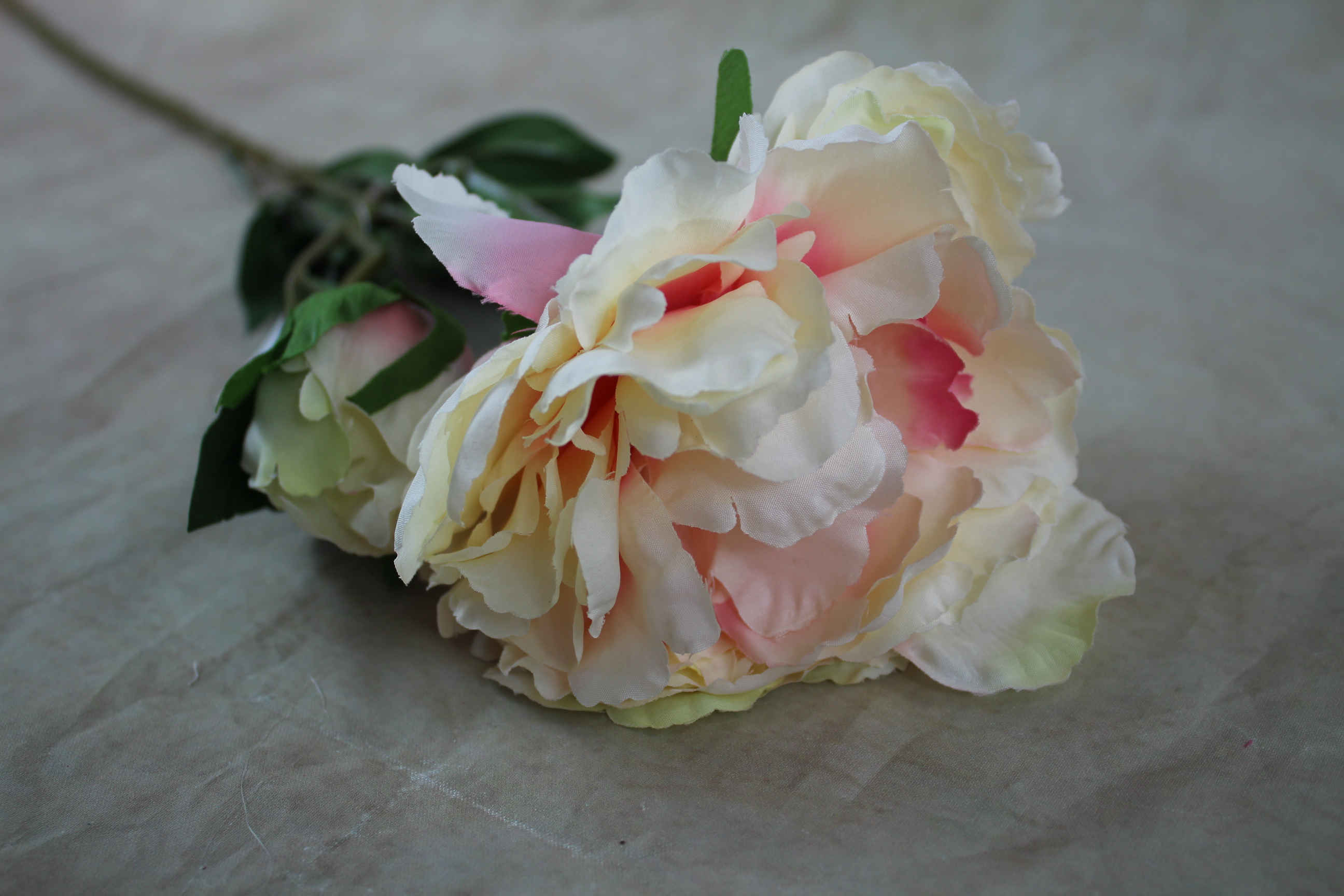 24 x 14cm blooming peony & bud with leaves on 70 cm stem