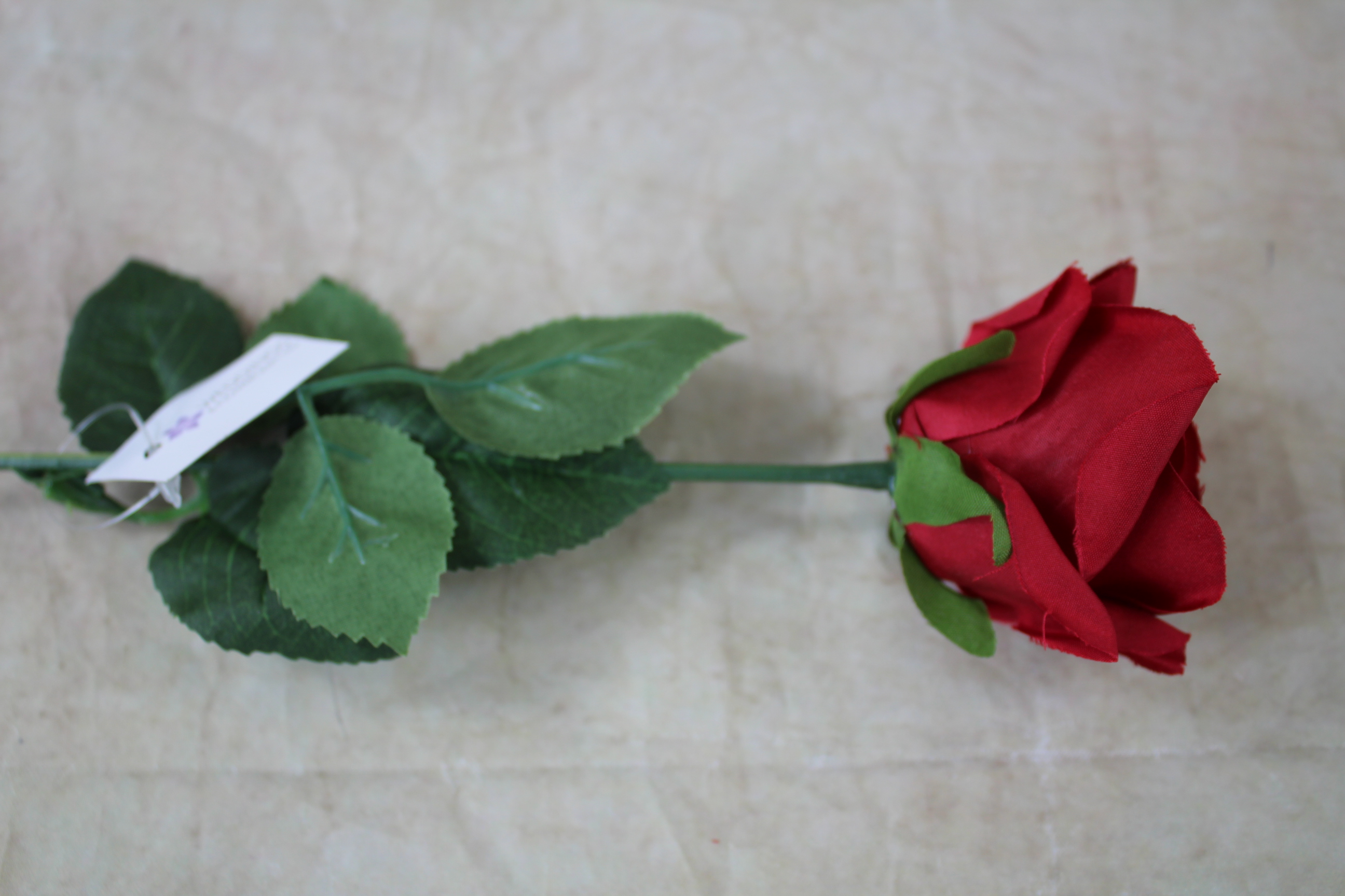 12 x 7cm single stem holland rose