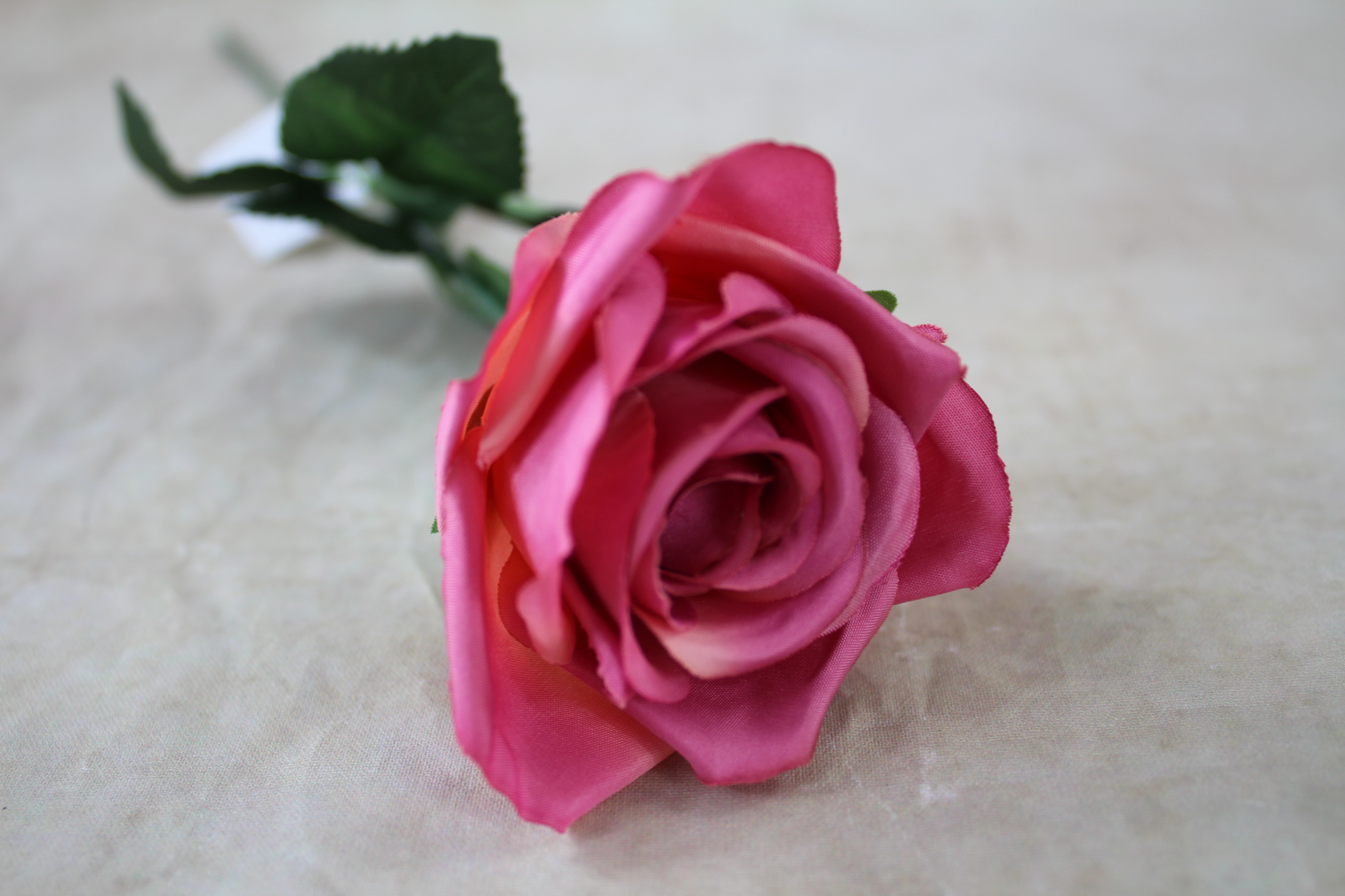 12 x 7cm single stem holland rose