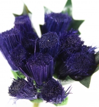 Quality larger thistle bunches packed in sleeves of 6.