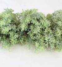 30cm Frosted Thyme Bush