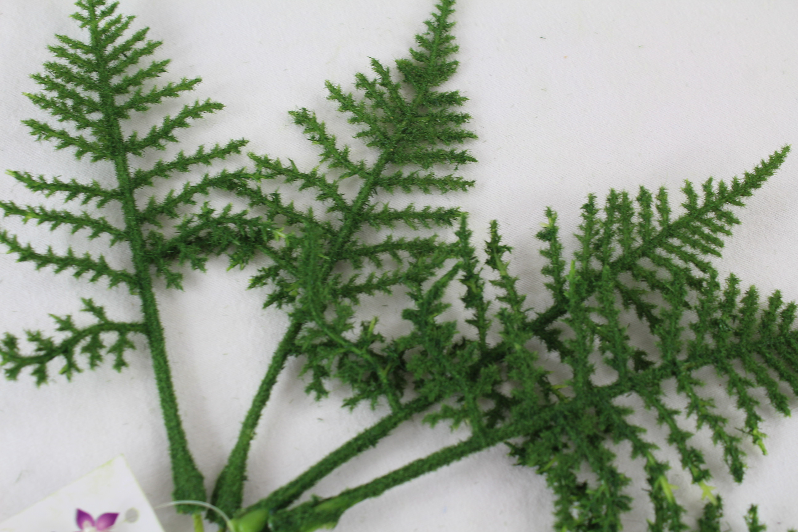 12 Bunches, Fern Leaves