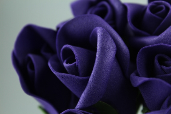 Foam Roses, Purple flowers.